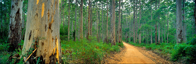 Margaret River Region Forest