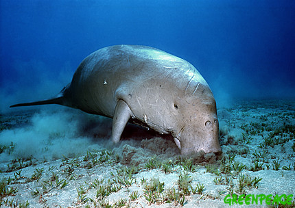 dugong feeding near Broome