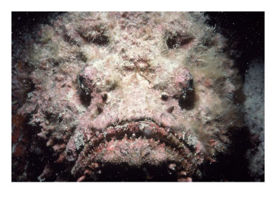 stonefish broome