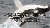 Whale watching Perth